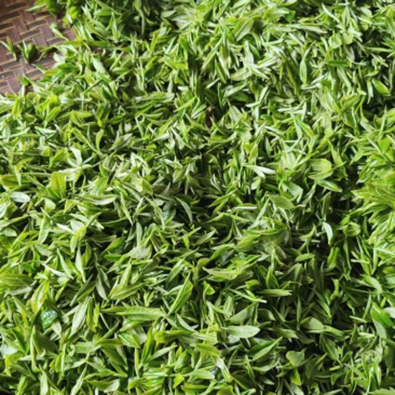 普洱茶批发行业动态：市场新机遇